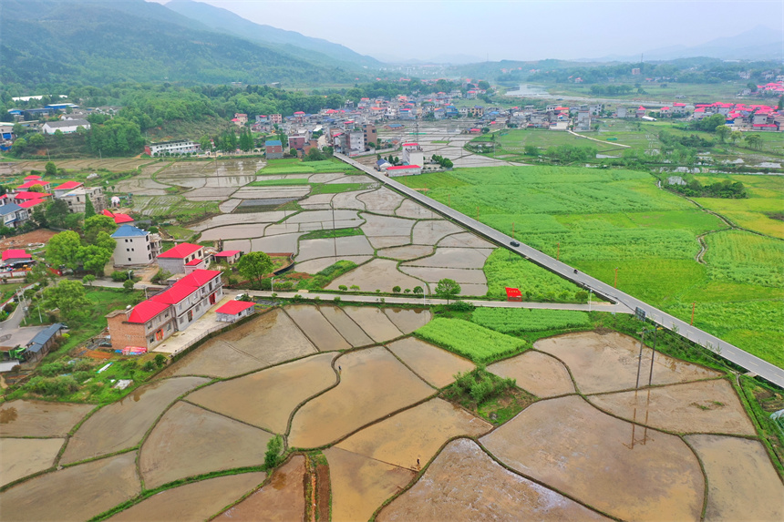 一塊塊稻田灌滿了春水，猶如山水田園畫卷。王強攝