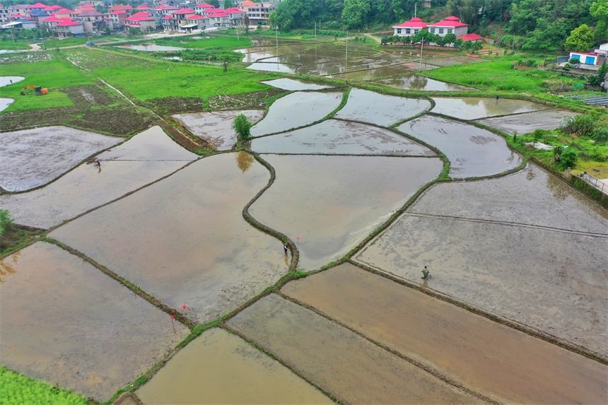 一塊塊稻田灌滿了春水，猶如山水田園畫卷。王強攝
