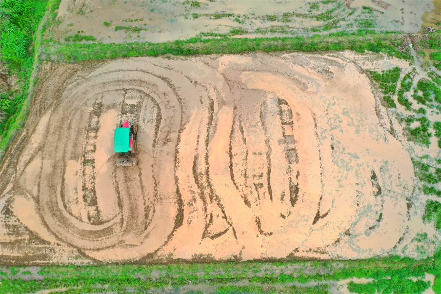 農民正駕駛農機翻耕稻田。王強攝