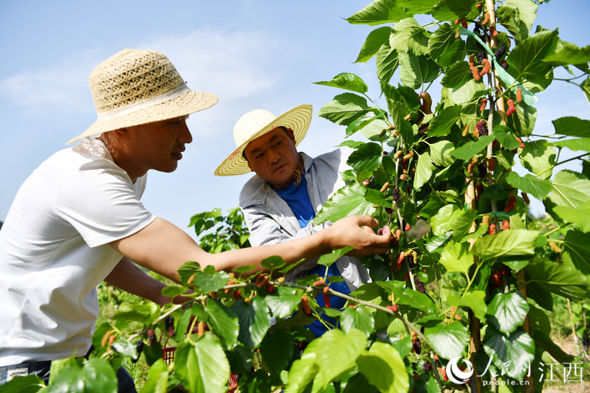 游客們正在田園綜合體的桑園里采摘桑椹，體驗采摘的樂趣。 人民網 時雨攝