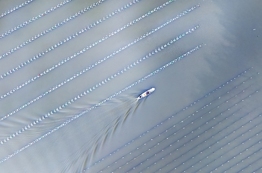 養殖戶正在管護珍珠蚌幼苗。張玉攝