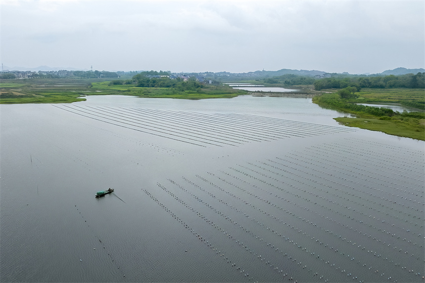 養殖戶正在管護珍珠蚌幼苗。張玉攝