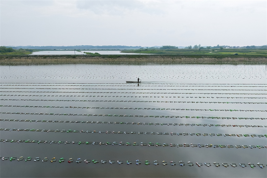 養殖戶正在管護珍珠蚌幼苗。張玉攝