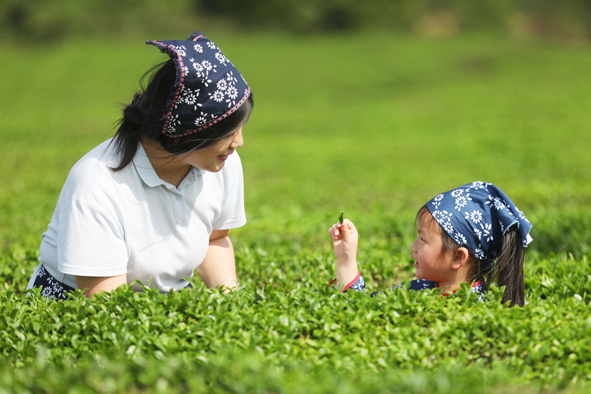 谷雨時節，市民在茶場體驗采茶帶來的樂趣。陳旗海攝