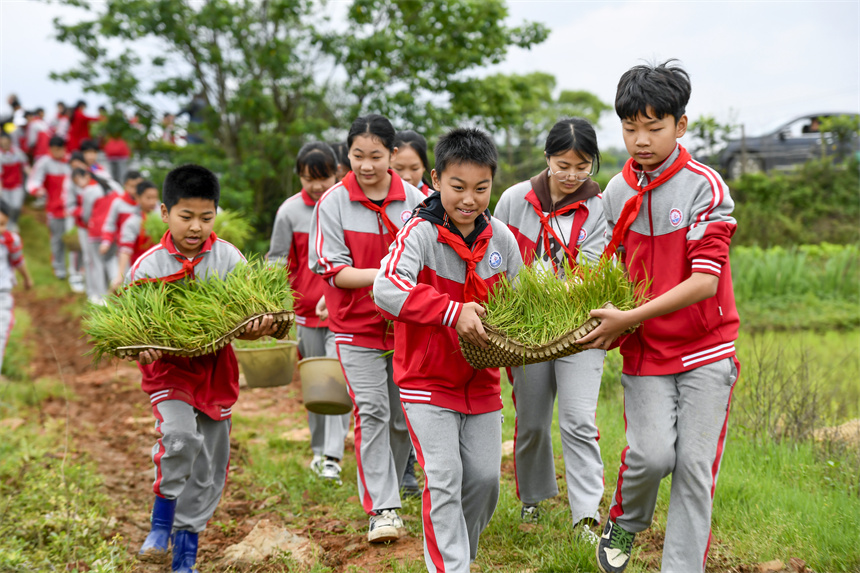 學生在田間搬運秧苗，準備下田插秧。周亮攝