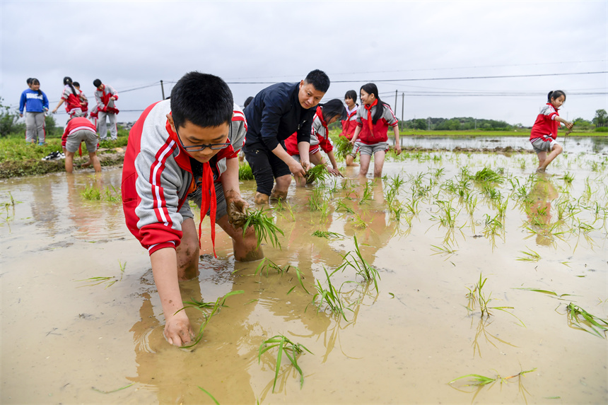 學生在田間學習插秧技巧，體驗勞動的艱辛和樂趣。周亮攝