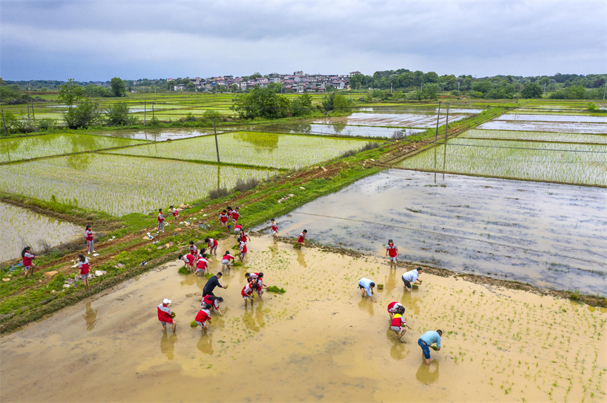 學生在田間學習插秧技巧，體驗勞動的艱辛和樂趣。周亮攝