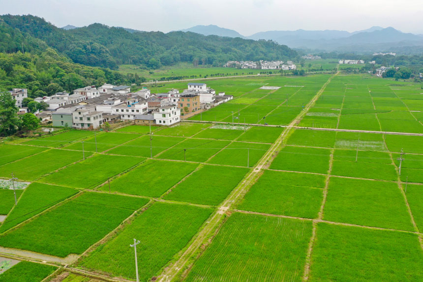 美麗的田園畫卷。李凡欽攝