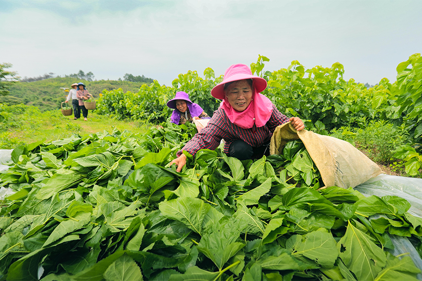 在沙市鎮涂下垅村有機桑葉基地，村民在采摘桑葉。周亞茂攝