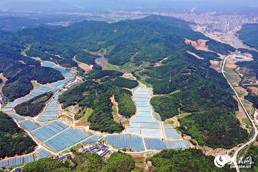千余畝薄膜連棟智慧溫室大棚錯落有致的鑲嵌在青山間。 人民網記者 時雨攝