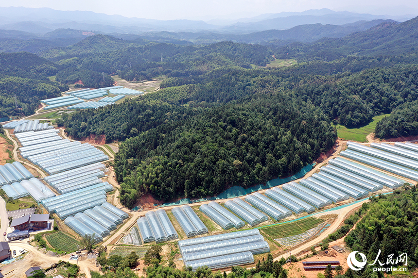 千余畝薄膜連棟智慧溫室大棚錯落有致的鑲嵌在青山間。 人民網記者 時雨攝