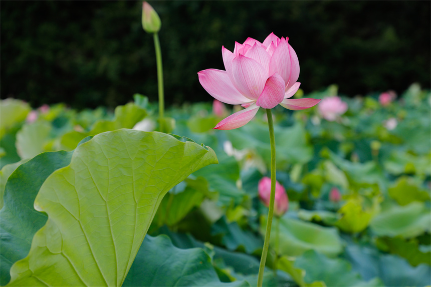 近日，江西省贛州市全南縣木金村的荷花競相綻放，吸引許多市民及游客前來賞荷游玩。李凡欽攝