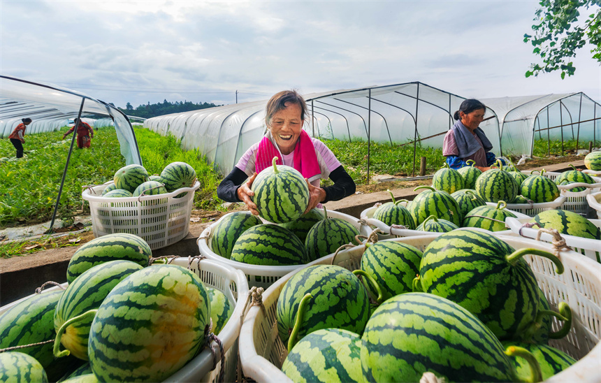 村民在采收西瓜，供應市場。朱國朝攝