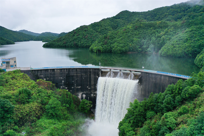 樂安縣龍潭水庫周邊的碳匯林郁郁蔥蔥。邱志超攝