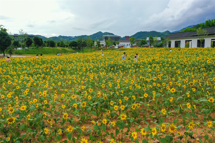 向日葵綻放迎客來。李凡欽攝