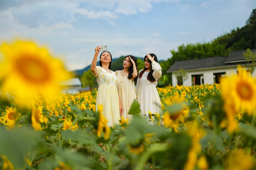 向日葵綻放迎客來。李凡欽攝