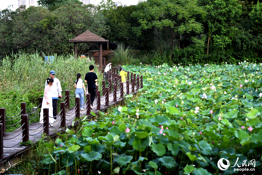 公園內水草茫茫、林木蔥蘢、荷花盛開，市民和游客在棧道上賞花休閑。 人民網記者 時雨攝