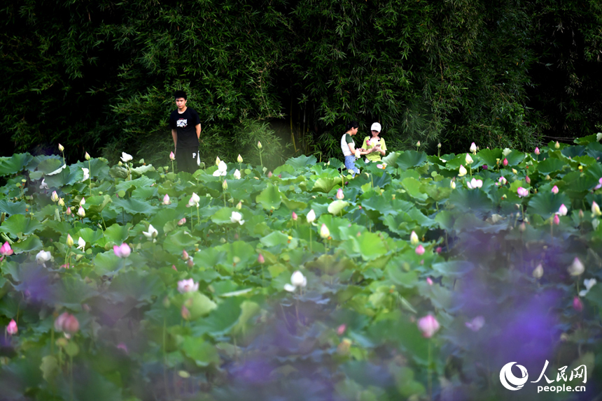 市民和游客在棧道上賞花拍照。 人民網記者 時雨攝