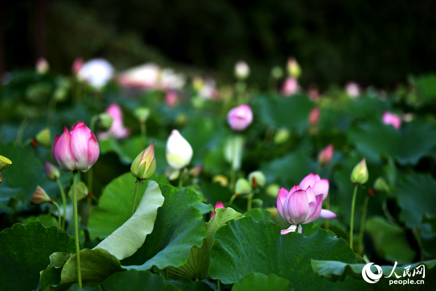 荷花池內的荷花千姿百態。 人民網記者 時雨攝