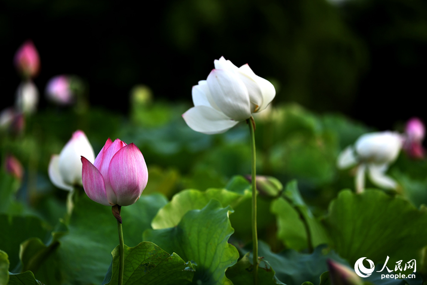 荷花池內的荷花千姿百態。 人民網記者 時雨攝