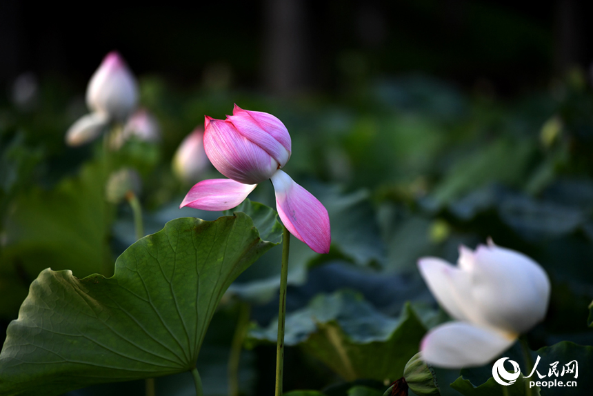 荷花池內的荷花千姿百態。 人民網記者 時雨攝