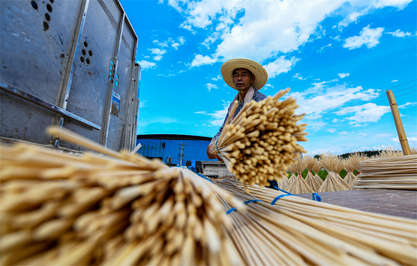 工人正在晾曬毛竹半成品。詹繼成攝