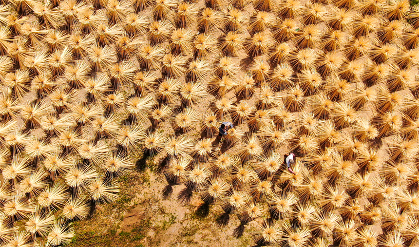 工人正在晾曬毛竹半成品。詹繼成攝