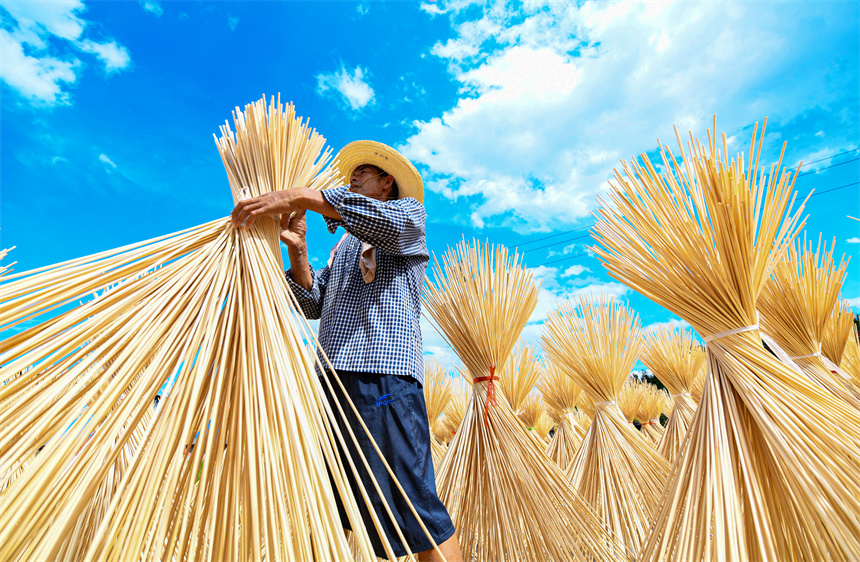 工人正在晾曬毛竹半成品。詹繼成攝