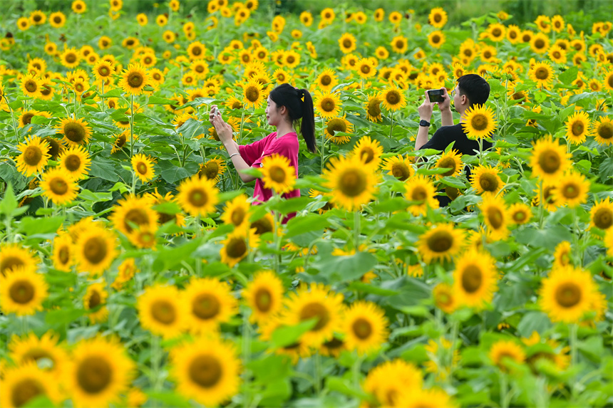 百畝向日葵進入盛花期，吸引市民前來打卡游玩。鄧龍華攝