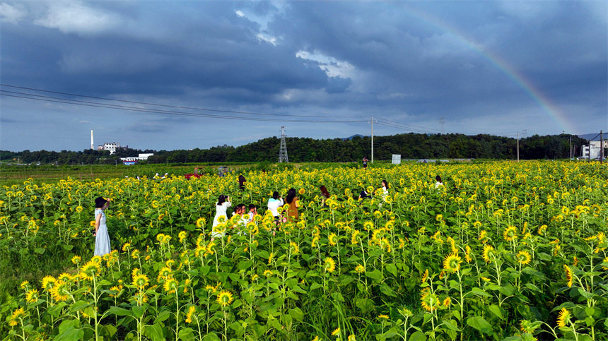百畝向日葵進入盛花期，吸引市民前來打卡游玩。鄧晨瑋攝