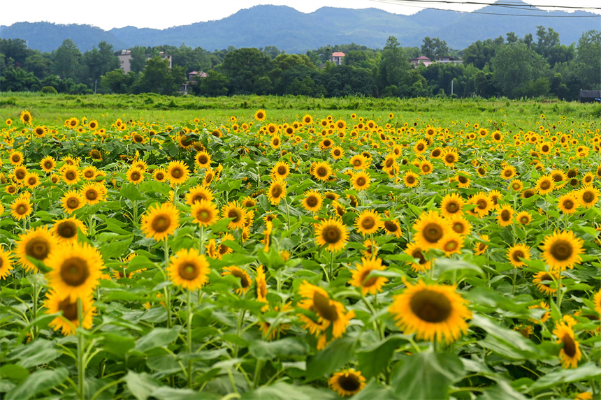 百畝向日葵進入盛花期。鄧龍華攝
