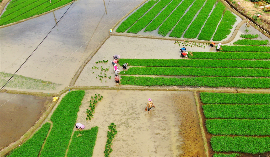 農戶正忙著中稻移栽，田間一片忙碌景象。詹繼成攝