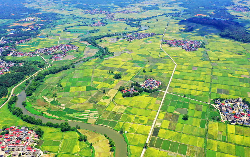 無人機鏡頭下的上高縣泗溪鎮官橋村美麗田園風光。陳旗海攝