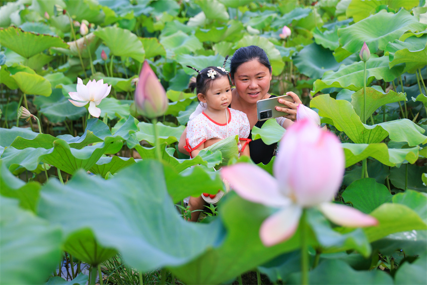 游客在賞荷游玩，拍照打卡。李凡欽攝