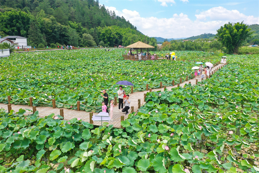 游客在賞荷游玩，拍照打卡。李凡欽攝