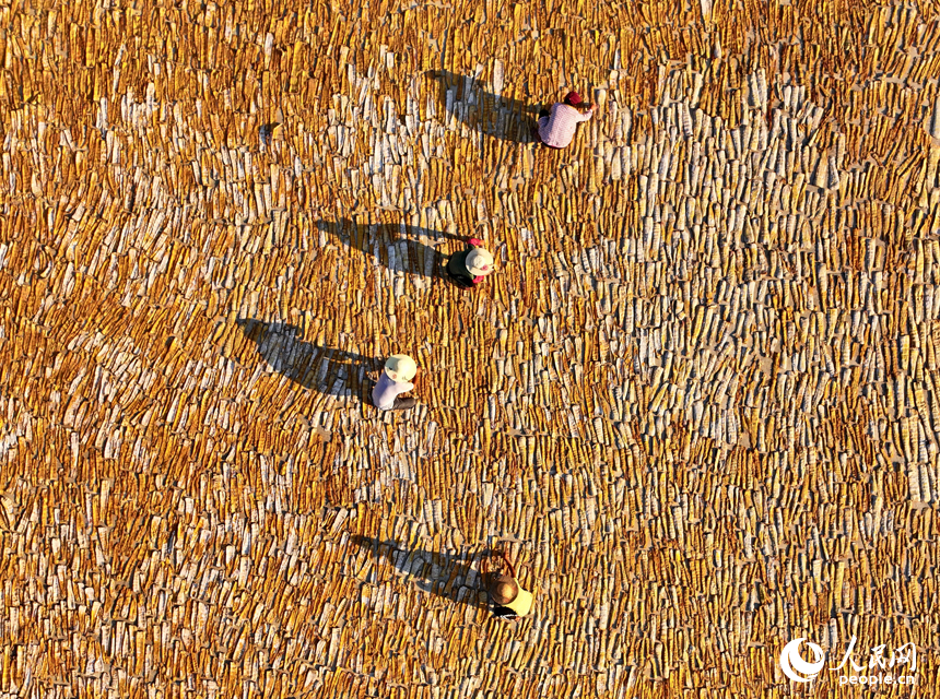 在樂安縣招攜村汗上村晾曬場，村民在翻曬筍干，供應市場。人民網 朱海鵬攝