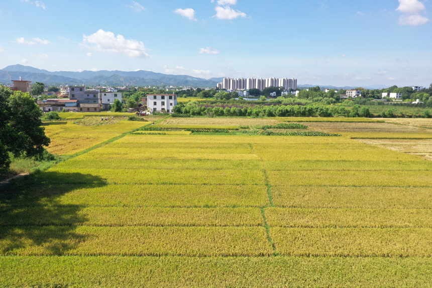 7月12日，江西贛州蓉江新區潭口鎮代衛村，金色的稻田美麗如畫。鐘萬汕攝