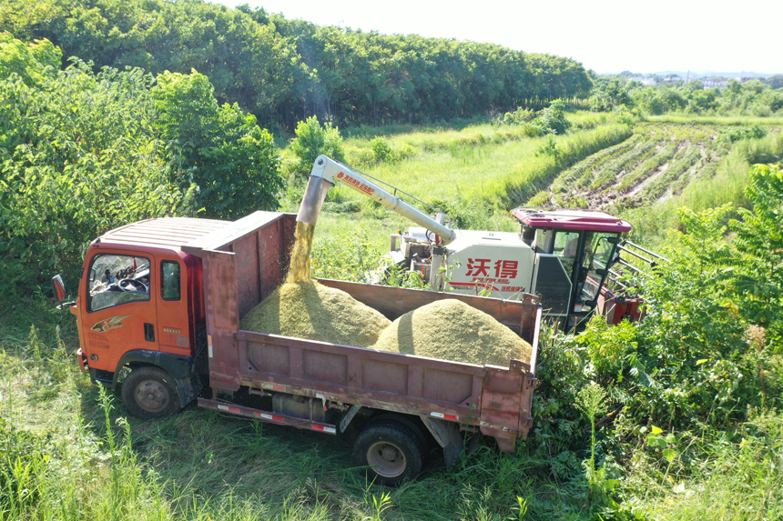 7月12日，在江西贛州蓉江新區潭東鎮宋塘村，農機正在卸谷。鐘萬汕攝