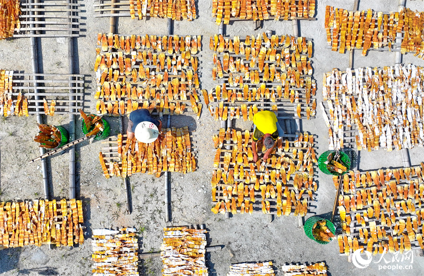 村民在門前屋后、房頂空坪晾曬金黃的竹筍。人民網朱海鵬攝