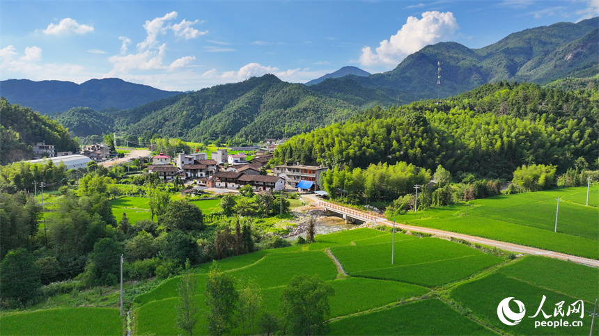 漫山的毛竹青翠欲滴，由毛竹衍生而來的竹筍、竹制品、竹飲品等土特產品鼓起農戶“錢袋子”。人民網朱海鵬攝