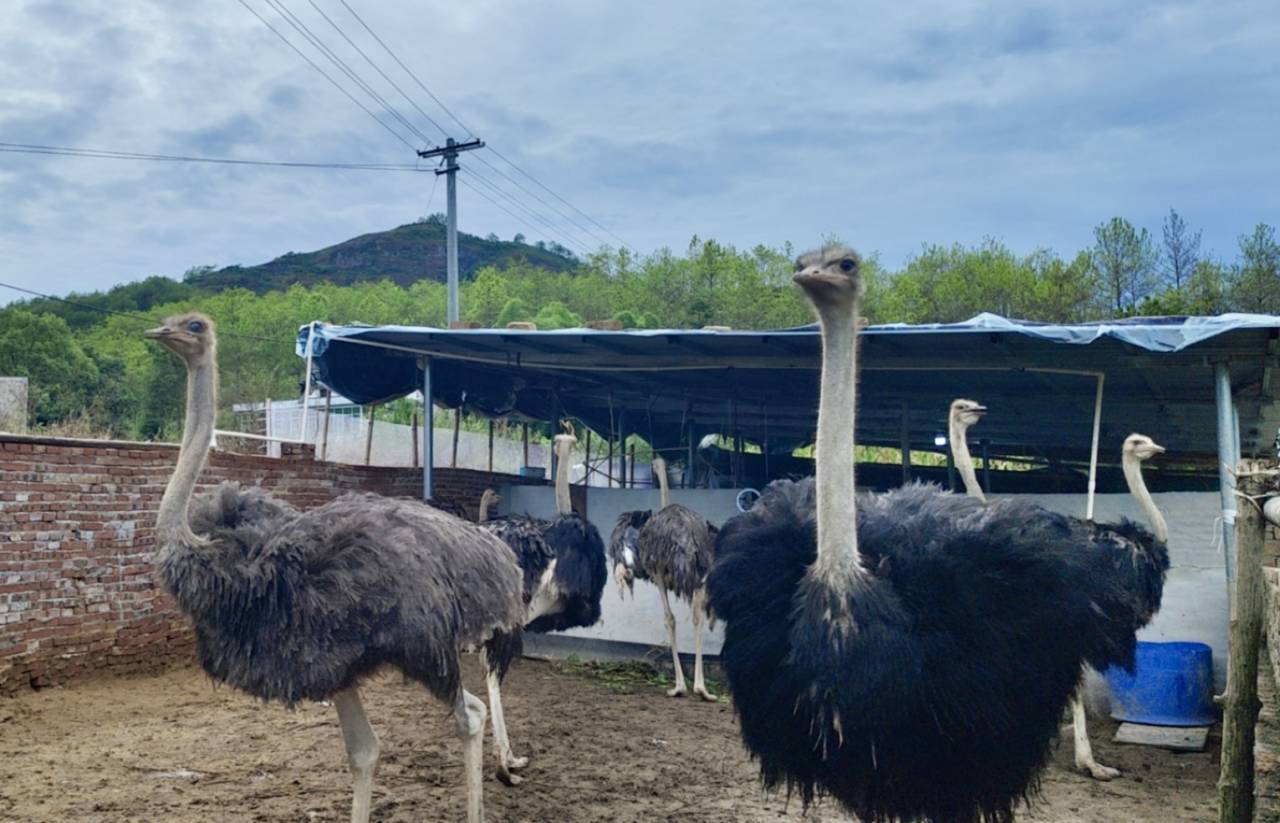 錦彪的鴕鳥養殖場。饒運華攝