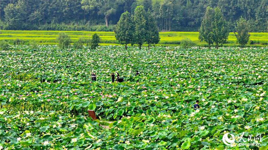 江西省撫州市廣昌縣驛前鎮姚西村，朵朵荷花競相開放。人民網 朱海鵬攝