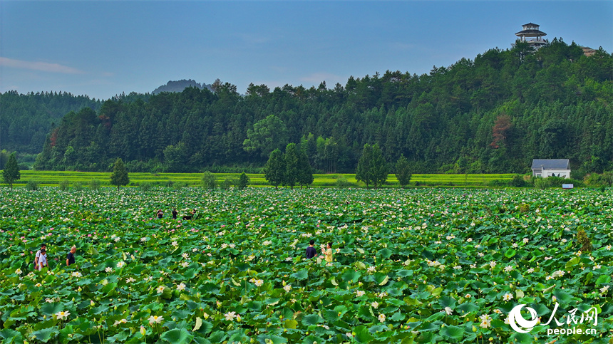 江西省撫州市廣昌縣驛前鎮姚西村，朵朵荷花競相開放。人民網 朱海鵬攝