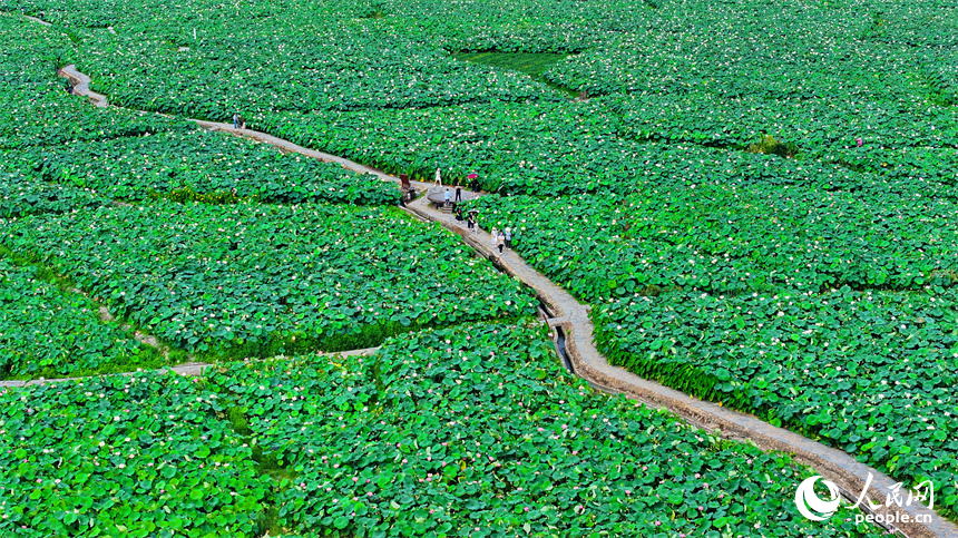 江西省撫州市廣昌縣驛前鎮姚西村，朵朵荷花競相開放。人民網 朱海鵬攝