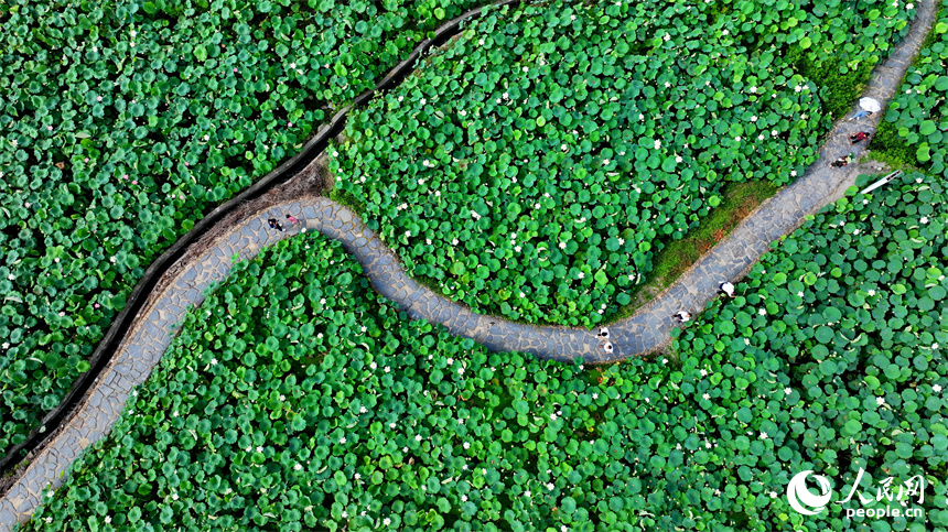 江西省撫州市廣昌縣驛前鎮姚西村，朵朵荷花競相開放。人民網 朱海鵬攝