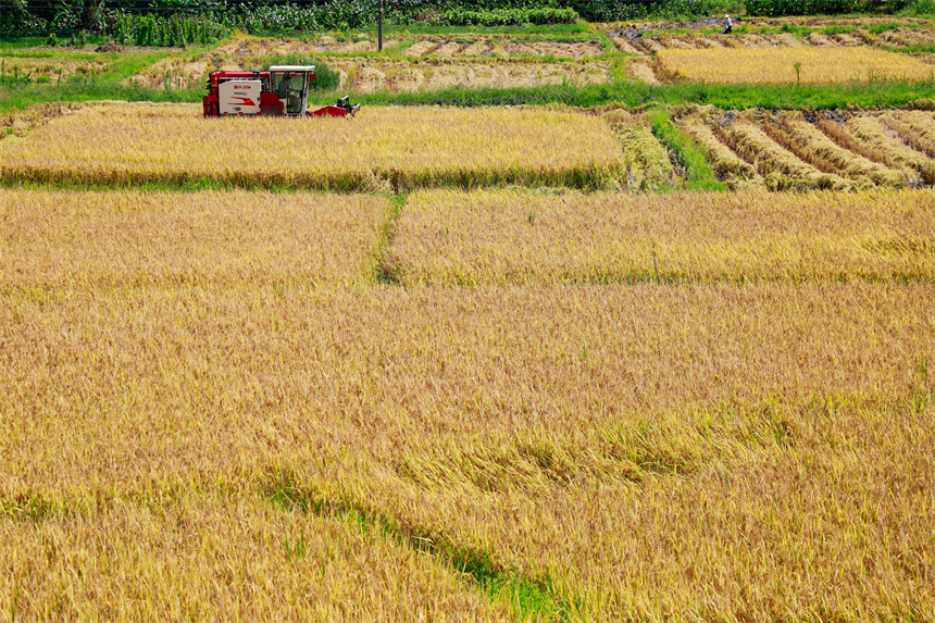 村民駕駛農機在田間收割早稻。李凡欽攝