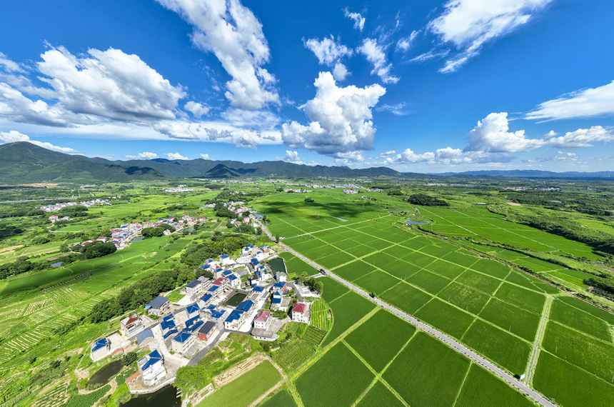 航拍湖口縣武山鎮武前村，藍天白云下的村居和糧田相互映襯，構成一幅美麗的鄉村畫卷。張玉攝