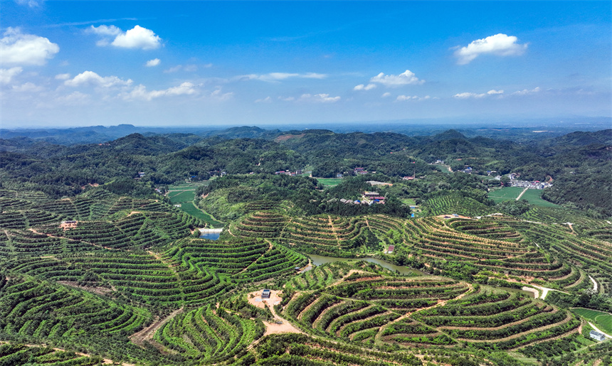 蜿蜒起伏的油茶山如同一幅天然的壯美畫卷。李桂東攝