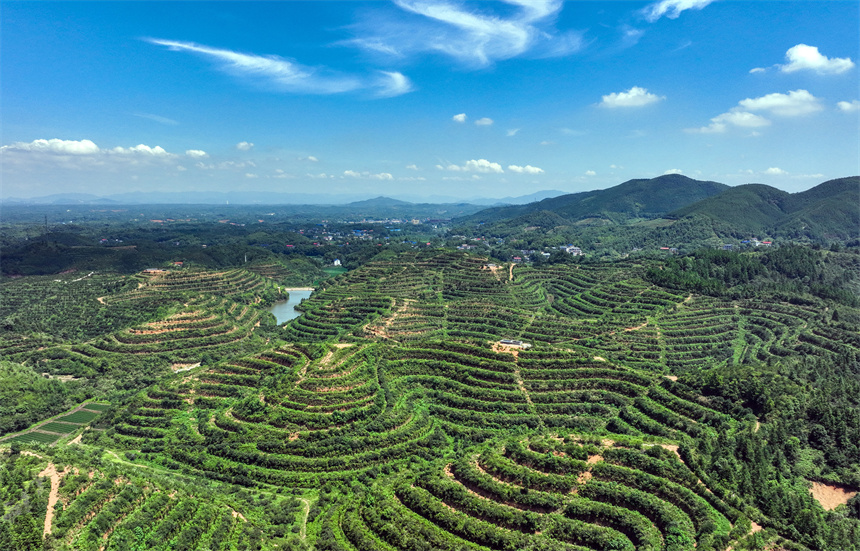蜿蜒起伏的油茶山如同一幅天然的壯美畫卷。李桂東攝