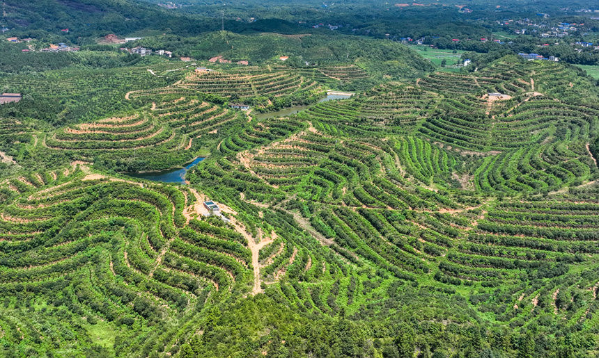 蜿蜒起伏的油茶山如同一幅天然的壯美畫卷。李桂東攝
